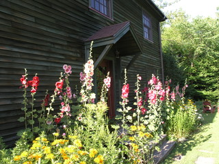 Hollyhocks Bring Wildlife and Old-Fashioned Beauty to the Garden (10 photos)