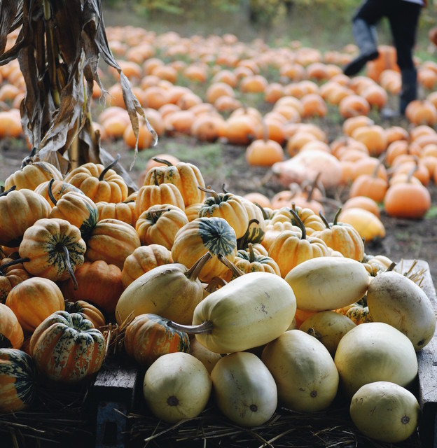 Get Pumpkins! And More Ways to Make the Most of This Weekend (7 photos)