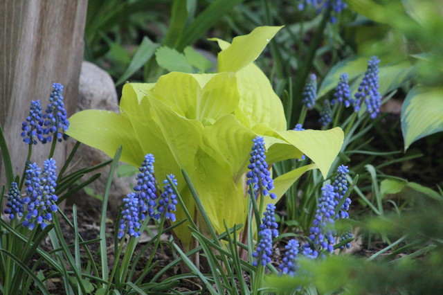 Plant Easygoing Grape Hyacinth for Reliable Repeat Blooms (10 photos)