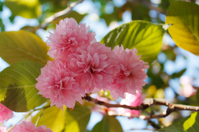 Get to Know These Fabulous Flowering Cherries (9 photos)