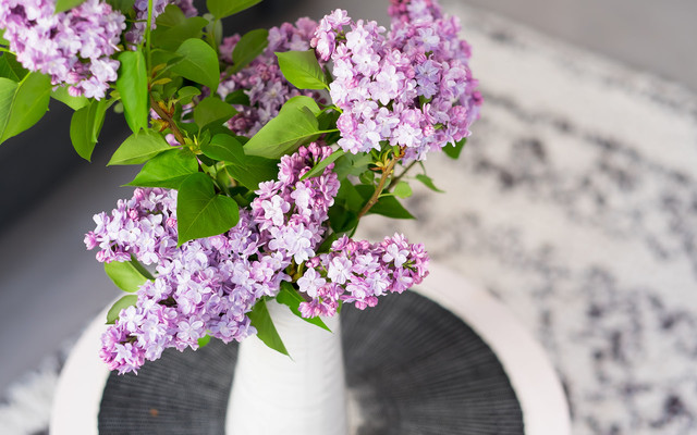 Get Lilacs! And 6 More Ways to Make the Most of This Weekend (7 photos)