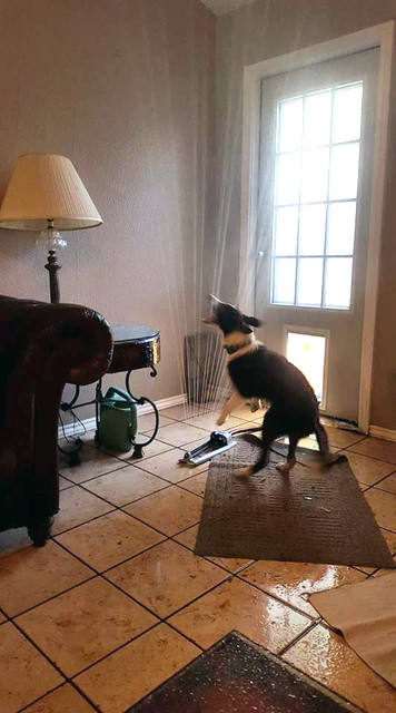 Happy Puppy Drags Sprinkler Through Doggy Door, and Chaos Ensues (6 photos)